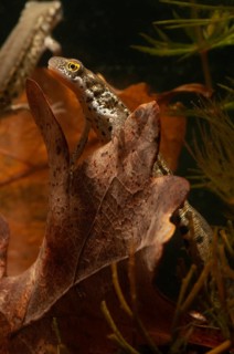 Italian newt, Italian water newt, Lissotriton italicus, Triturus italicus, amphibians, caudata,