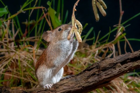 Bank vole, Clethrionomys glareolus, myodes glareolus, rodents, rodentia, rubella, forest vole,