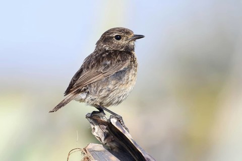 Stonechat (Saxicola rubicola), female, Algarve, Portugal