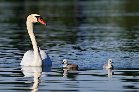 Mute swan (Cygnus olor), male with two chicks swimming in Lake Zug, Canton Zug, Switzerland