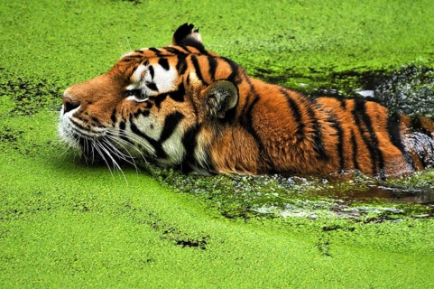 Siberian tiger (Panthera tigris altaica) in a moat covered with duckweed (Lemna minor), Nuremberg