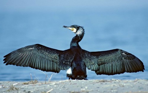 Black shag, cormorant, phalacrocorax carbo, birds, breeding plumage, brood dress, leo,
