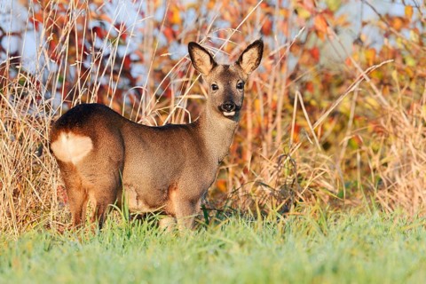 European roe deer (Capreolus capreolus), female roe deer in autumn, North Rhine-Westphalia, Germany