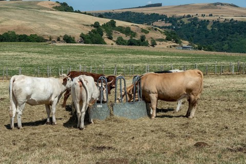 Cows gather around a metal feeder to eat dry hay in a scorched, yellow pasture during a summer