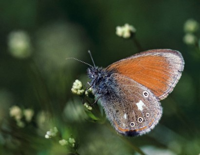 Chestnut heath, coenonympha glycerion, rust-brown meadowbird, red-brown meadowbird, butterfly,