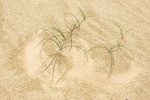 Pioneer plants on a dune in the Hooge Veluve National Park, De Hooge Veluve, Arnhem, the