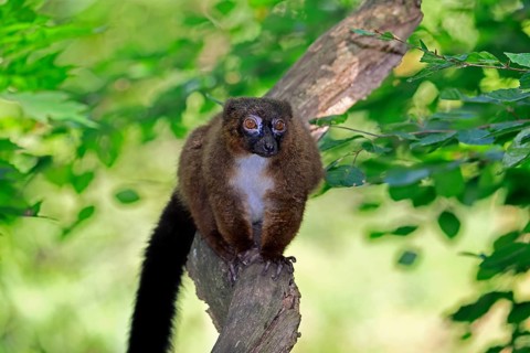 Red-bellied lemur (Eulemur rubriventer), adult male, on a tree trunk, alert, Madagascar