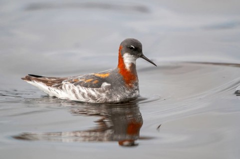 Norway, Odinshühnchen, Phalaropus Lobatus, Red-necked Phalarope, Varanger, Birds, Charadriiformes,