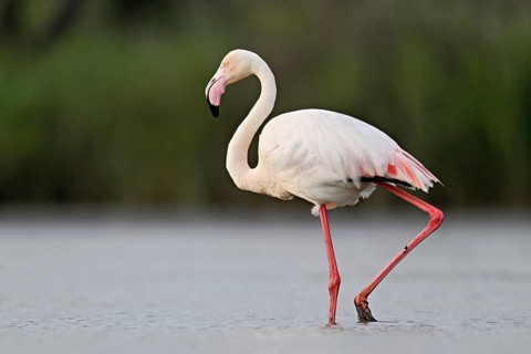 A greater flamingo (Phoenicopterus roseus), standing in the water, Camargue Regional Nature Park,