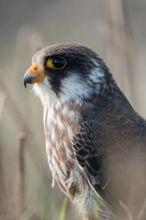 Falco vespertinus, red-footed falcon, red-footed falcon, birds, falconiformes, falcons, birds of