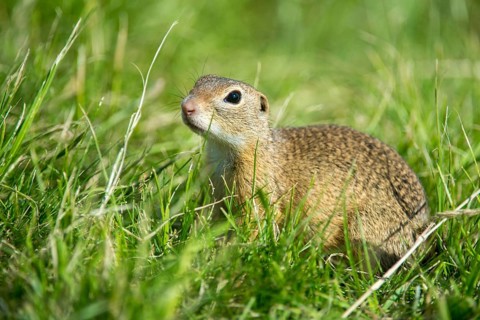 Citellus citellus, Czech Republic, European ground squirrel, common ground squirrel, rodents,