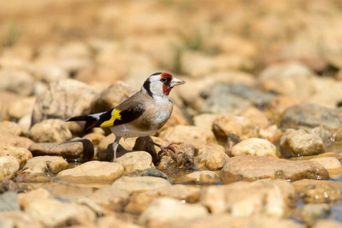 Carduelis carduelis, goldfinch, goldfinch, goldfinch, bath, bird bath, birds, passeri, songbirds,