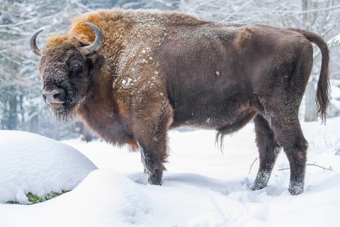 European bison (Bison bonasus) or Wisent standing on a meadow next to the forest in winter, snow,
