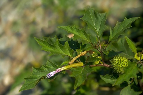 Common thorn-apple, datura inermis, datura stramonium, datura tatula, common thorny apple, thorny