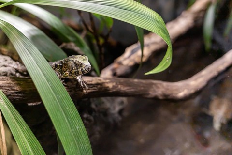 A green lizard rests on a wooden branch surrounded by lush green foliage. The lizard has a textured