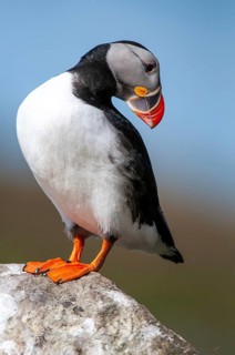 Atlantic puffin, Fratercula arctica, Norway, puffins, puffins, varanger, alcidae, alcidae,