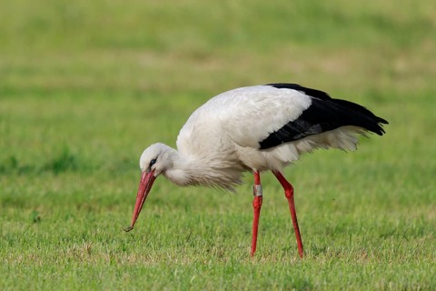 White Stork (Ciconia ciconia) eating earthworm, North Rhine-Westphalia, Germany