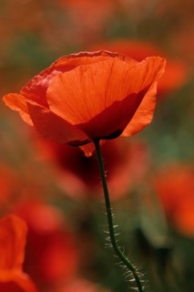 Poppy, plant, Turkish poppy, red poppy, Oriental Poppy, Germany