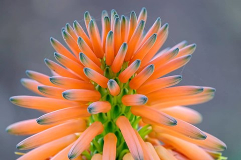 Tree aloe (Aloe arborescens), Tenerife, Canary Islands, Spain