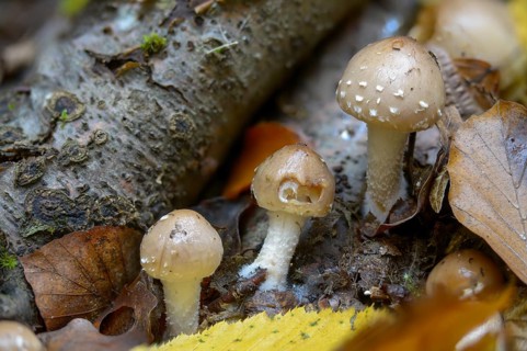 Clay-coloured Slimy Scalecap, Dryophila Lenta, Flammula Betulina, Flammula Lenta, Gymnopilus