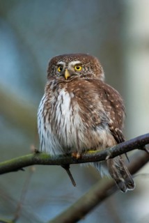 Glaucidium passerinum, pygmy owl, birds, owls, high size, portrait, owls, strigiforms, birds