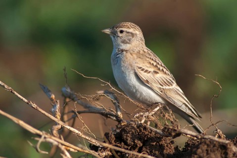 Calandrella brachydactyla, short-toed lark, birds, Bulgaria, larks, passeri, songbirds, songbirds,