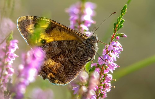 Brandenburg, Germany, heather, Hipparchia Semele, Nabu, Nabu project, national natural heritage,