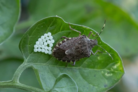 Brown marmorated stink bug (Halyomorpha halys) laying eggs on a tomato leaf (Solanum lycopersicum),