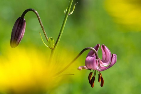 Liliaceae, Lily Family, Lilium Martagon, Turk's Cap Lily, Turkish League Lily, Flora, Martagon
