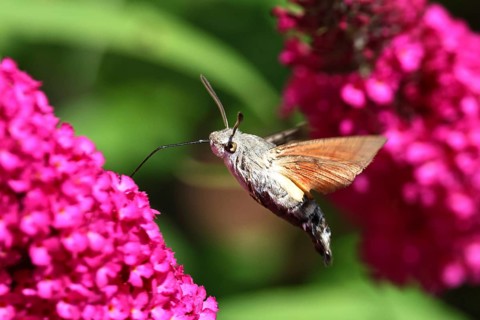 A swallowtail butterfly (Macroglossum stellatarum) feeding on nectar from a butterfly bush