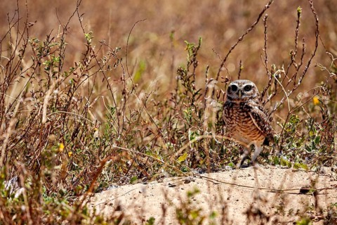 An owl is standing in a dry grassland, looking straight ahead. A rabbit owl – also known as a