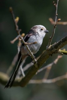 Aegithalos caudate, long-tailed tit, birds, high size, portrait format, tits, passeri, songbirds,
