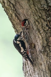 Great spotted woodpecker (Dendrocopos major) at the cave with young, Emsland, Lower Saxony, Germany