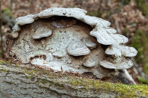 Flat lacquer porling, ganoderma applanatum, ganoderma lipsiense, lacquer porling, painter's