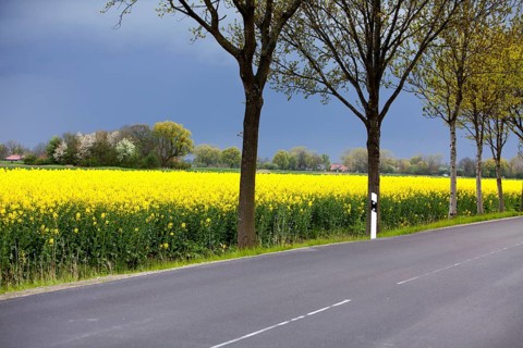 Landscape with a rape field, Lower Saxony, northern Germany
