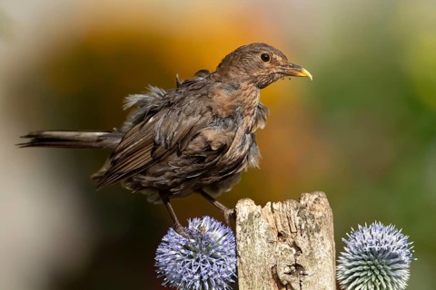 Eurasian blackbird (Turdus merula) adult female garden bird on a wooden post in summer, England,
