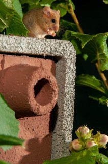 Hazel vole, Hazel dormouse, Muscardinus avellanarius, rodents, rodentia, bilche, dormice, dormouse,