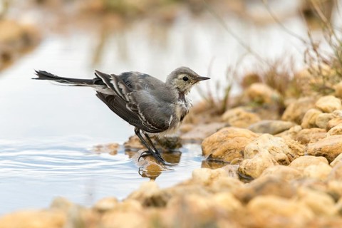 Wagtail, Motacilla Alba, White Wagtail, Bath, Bird Bath, Birds, Adolescent, Juvenile, Passeri,