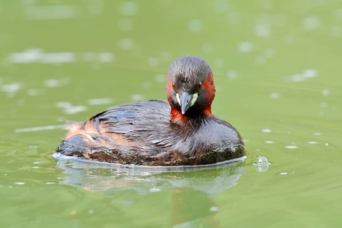 Little grebe (Tachybaptus ruficollis), swimming, North Rhine-Westphalia, Germany