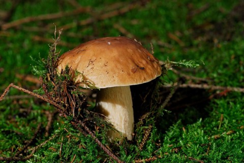 Porcini - Mushrooms - Food