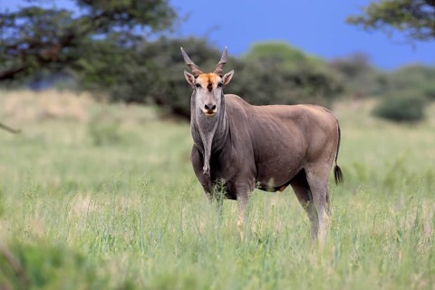 Eland (Taurotragus oryx), adult, alert, foraging, Mokala National Park, Northern Cape, South Africa