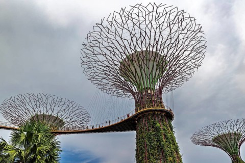 OCBC Skyway and Skywalk Experience at Supertree Observatory with an elevated walkway connecting