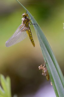 Broad-bodied chaser, libellula depressa, flatbelly, anisoptera, dragonflies, freshly hatched, high