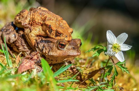 Bufo bufo, common toad, toad, amphibians, amphibians, early spawning season, amphibians, mating