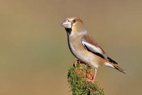 Hawfinch (Coccothraustes coccothraustes), female, perched on a moss-covered branch, Wilnsdorf,