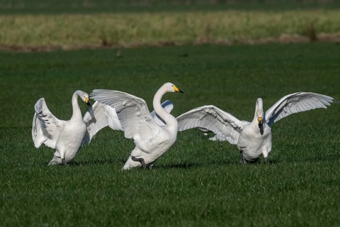 Whooper swans (Cygnus cygnus), Emsland, Lower Saxony, Germany
