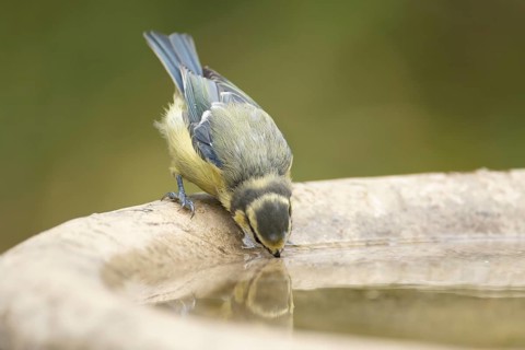 Blue tit (Cyanistes caeruleus) adult garden bird drinking water from a bird bath, England, United