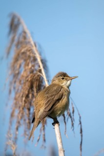 Acrocephalus scirpaceus, reed warbler, birds, high size, portrait format, passeri, songbirds,
