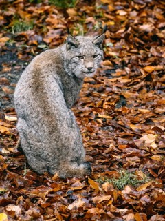 A lynx in autumn leaves, Wildpark Bilsteinhöhle, Sauerland, North Rhine-Westphalia, Germany