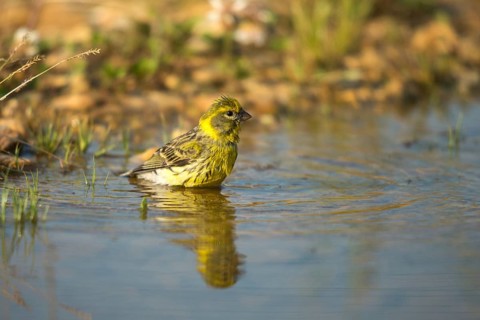 European Serin, Serine, Serinus Serinus, Bath, Bird Bath, Birds, Mirror, Passeri, Songbirds,